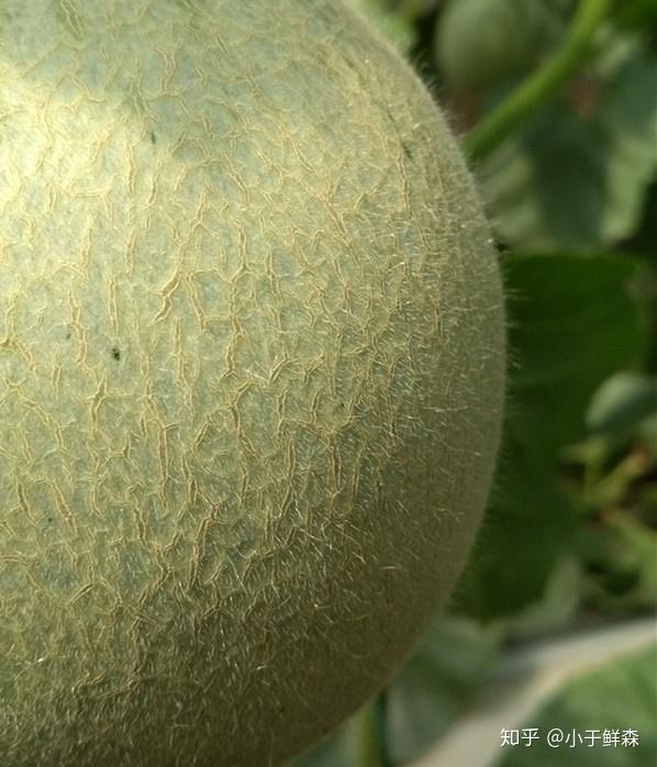 海阳网纹瓜的果肉基本是黄绿色,肉质沙软,甜度能到