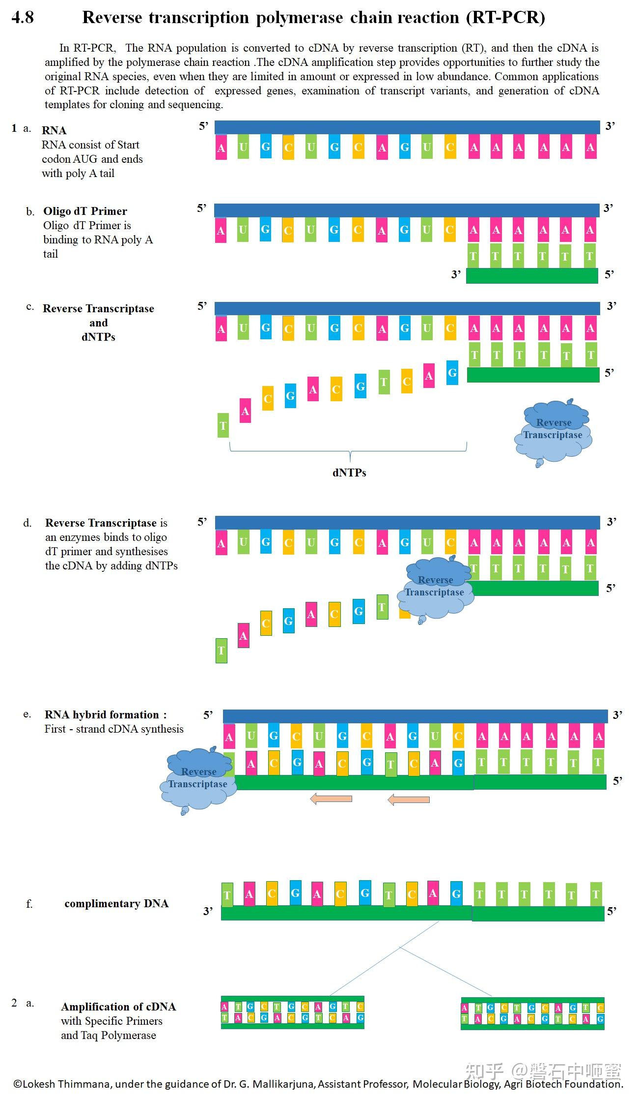 逆轉錄聚合酶鏈反應reversetranscriptionpolymerasechainreaction