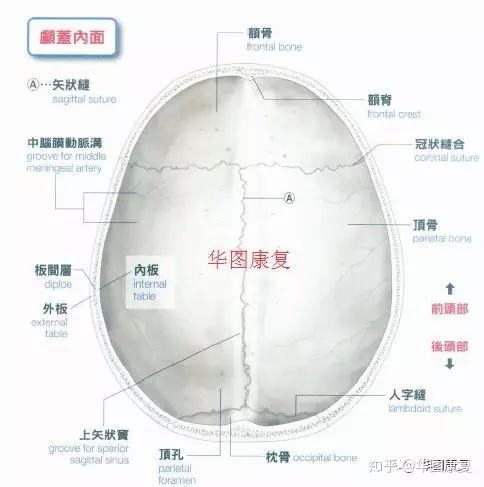 颅缝解剖图谱图片