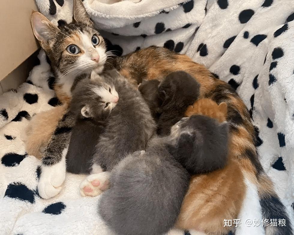 三花猫为什么“遭人嫌”?原因很现实,太扎心了! - 知乎
