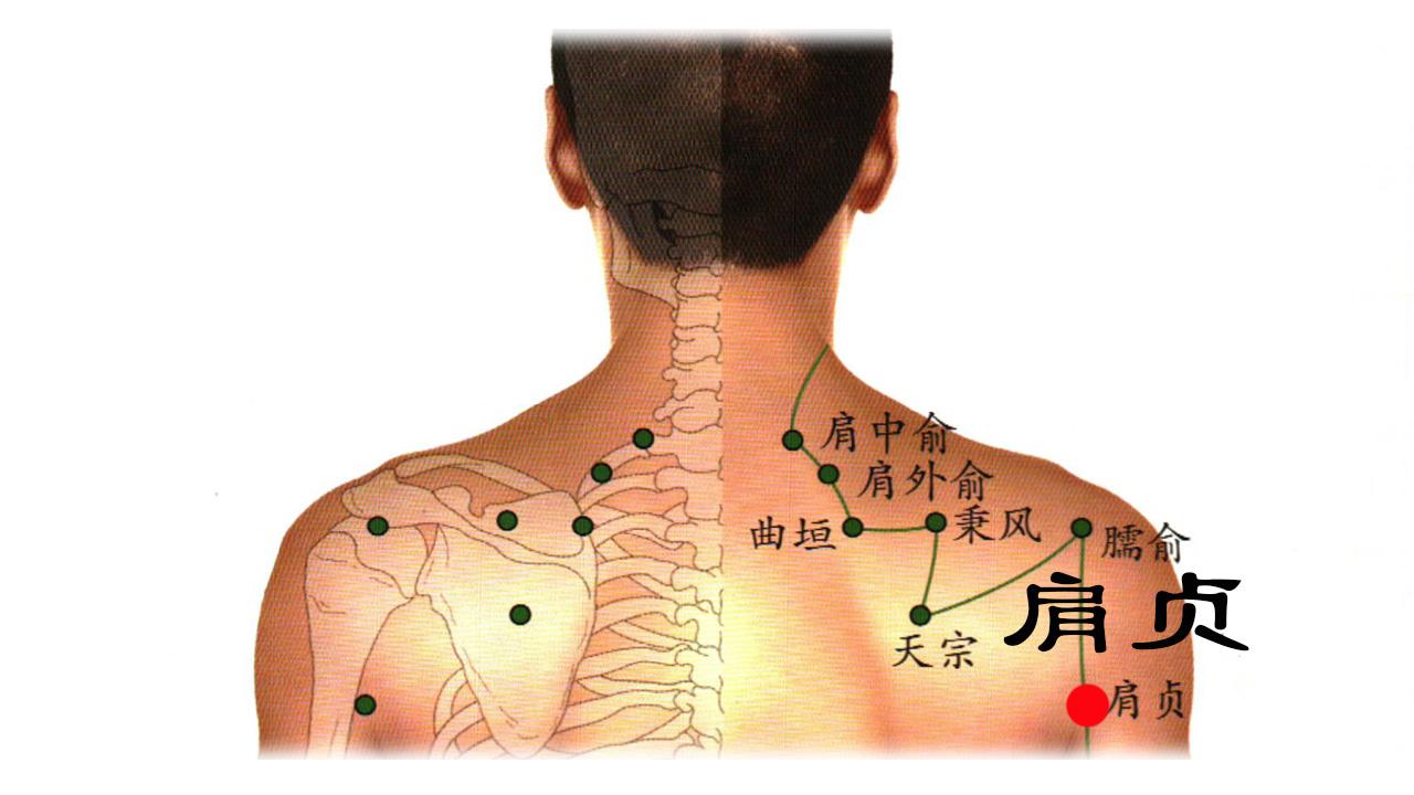 肩髎位置图图片