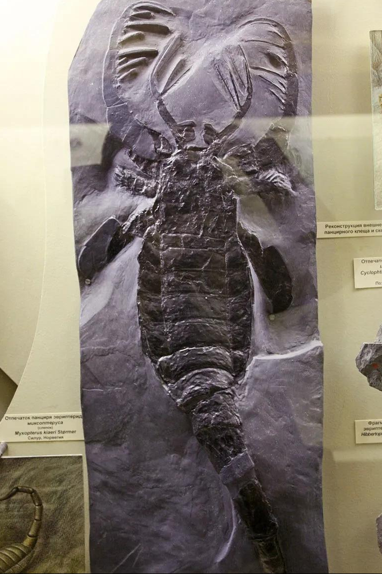 eurypterina(图源@pavel bochkov)但随着志留纪被泥盆纪所取代,新的