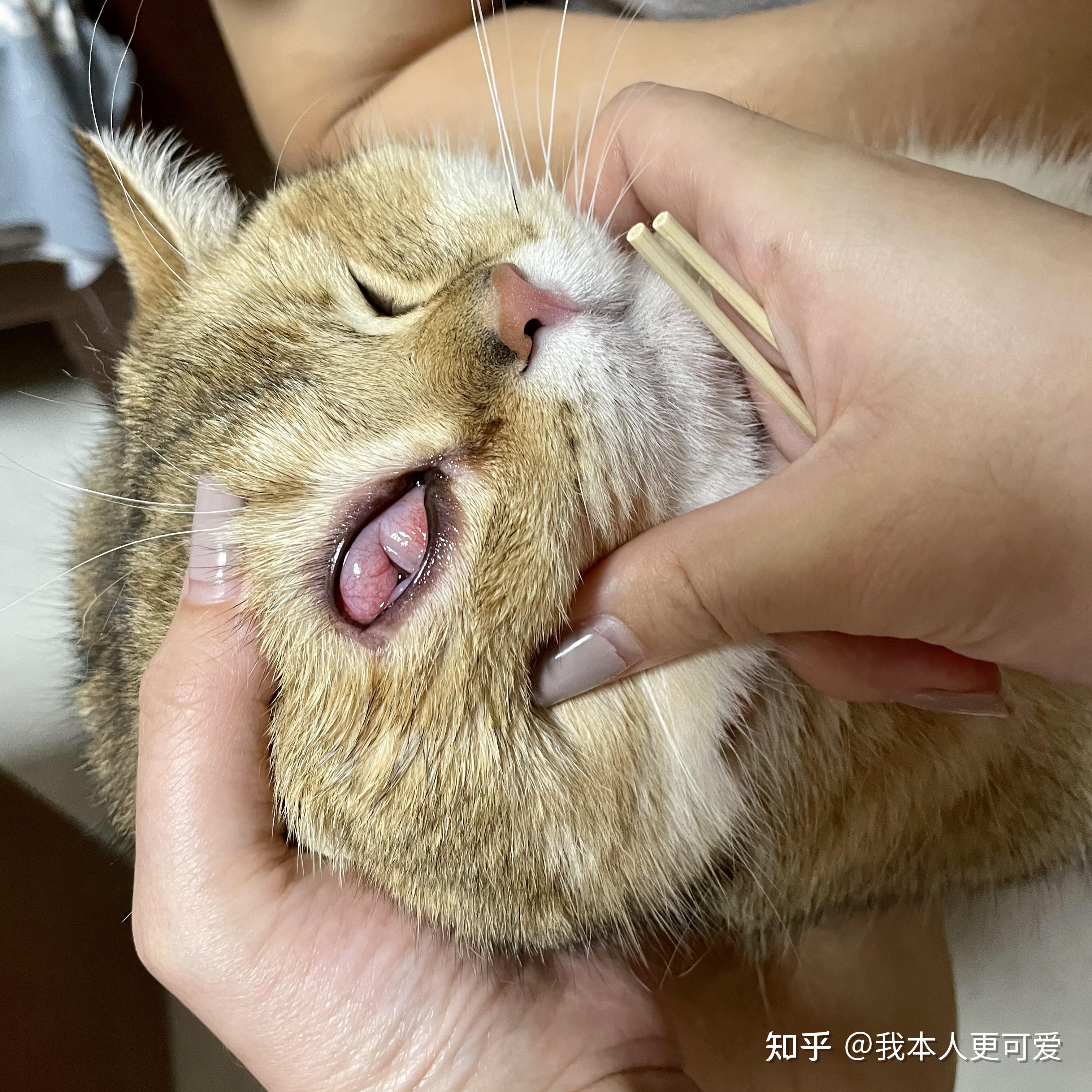 猫咪眼睛红,睁不开眼睛,结膜炎治疗过程