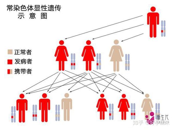 狐臭遗传规律图图片