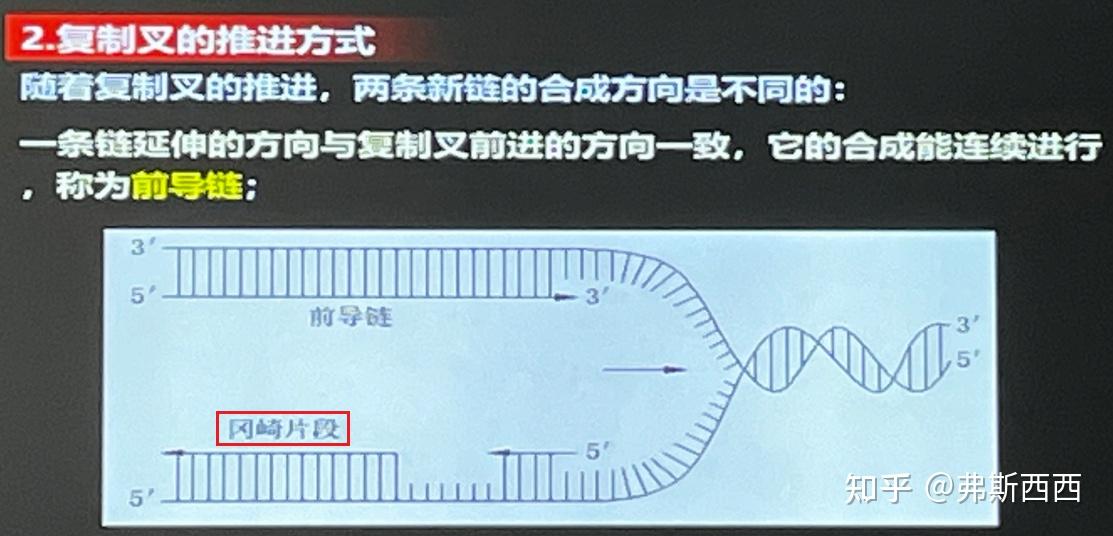 生化——DNA的复制及损伤修复整理 - 知乎