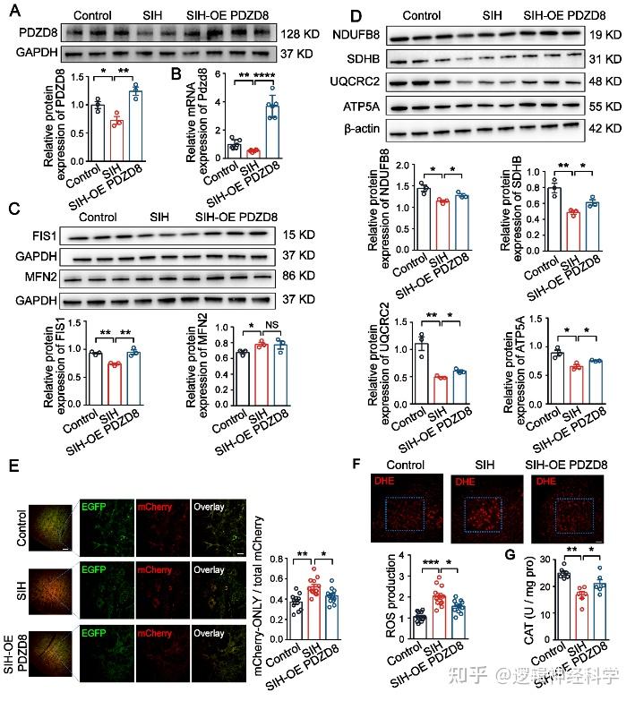 Neurobiol Dis︱上海大学杜东书/张帅团队揭示PDZD8介导RVLM神经元内质网线粒体互作对应激性高血压作用 - 知乎