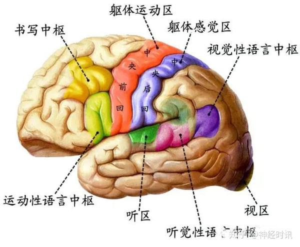 中区神经系统图片
