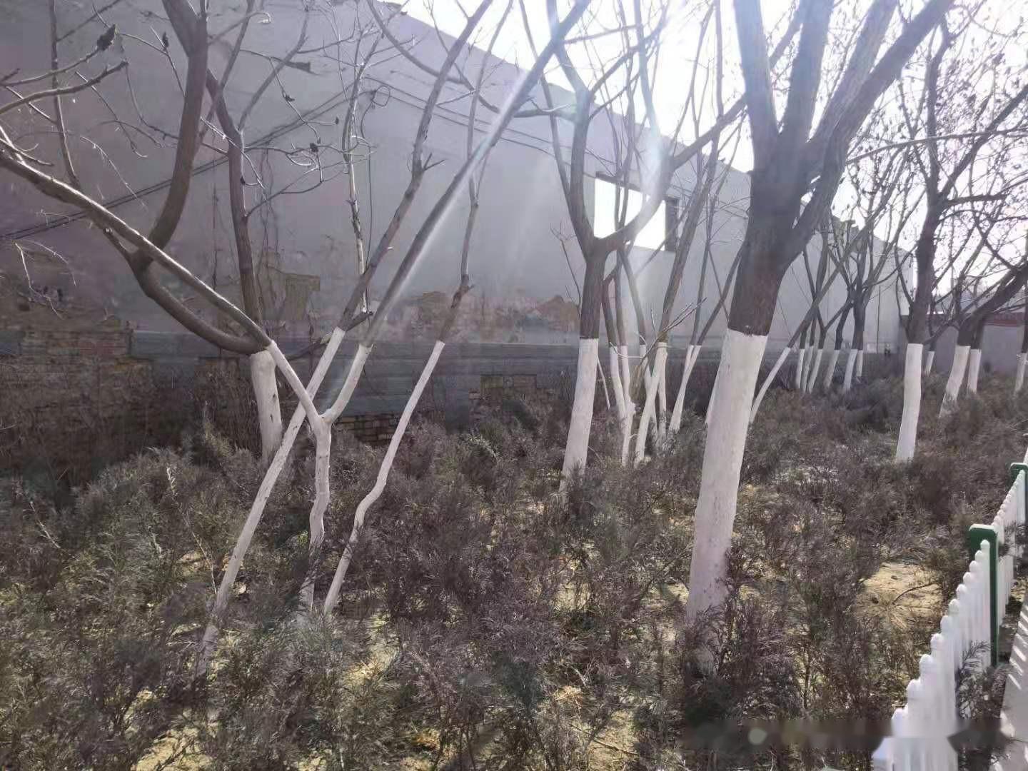 树木涂白季快要到来,你了解涂白吗? - 知乎