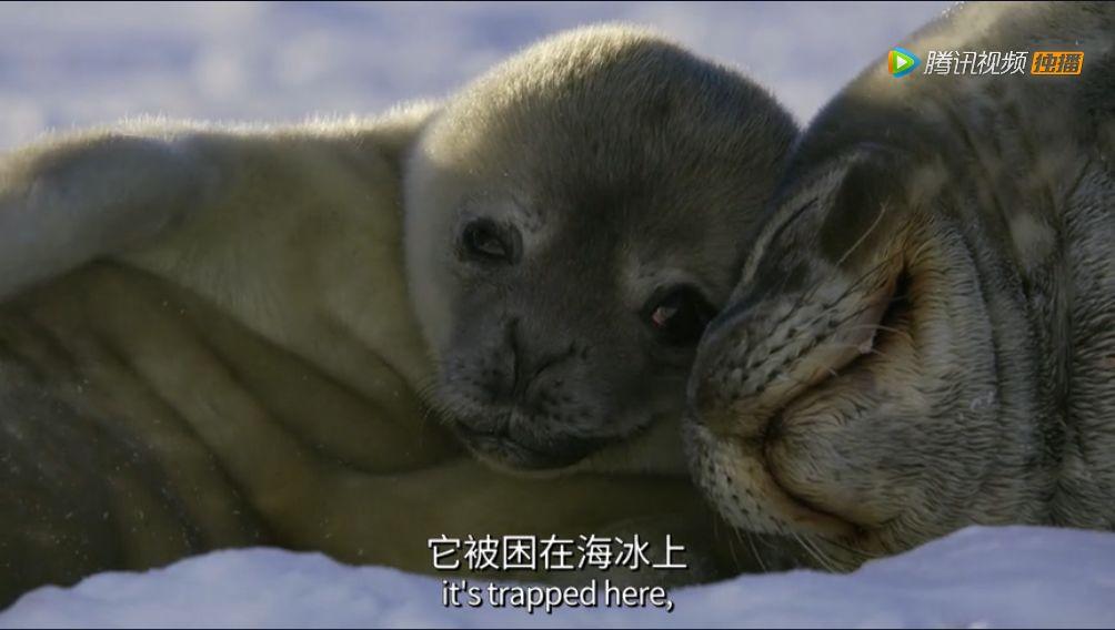 暴风雪中,被扔下的海豹幼崽
