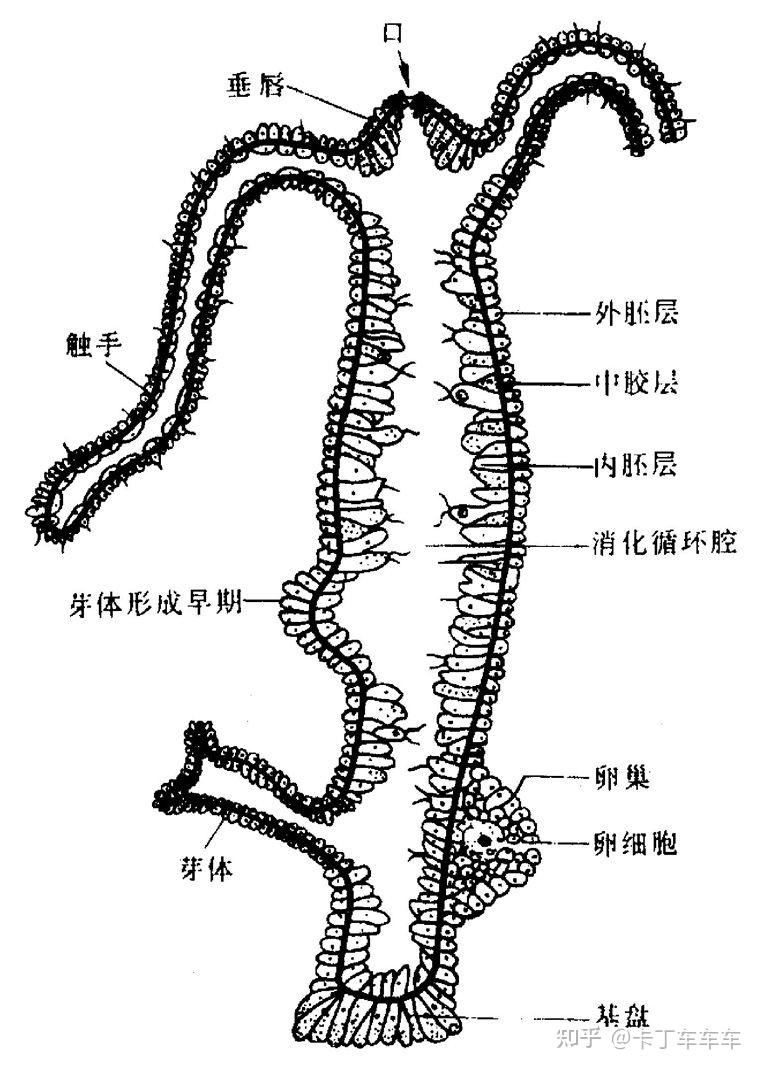 水螅横切面手绘图图片