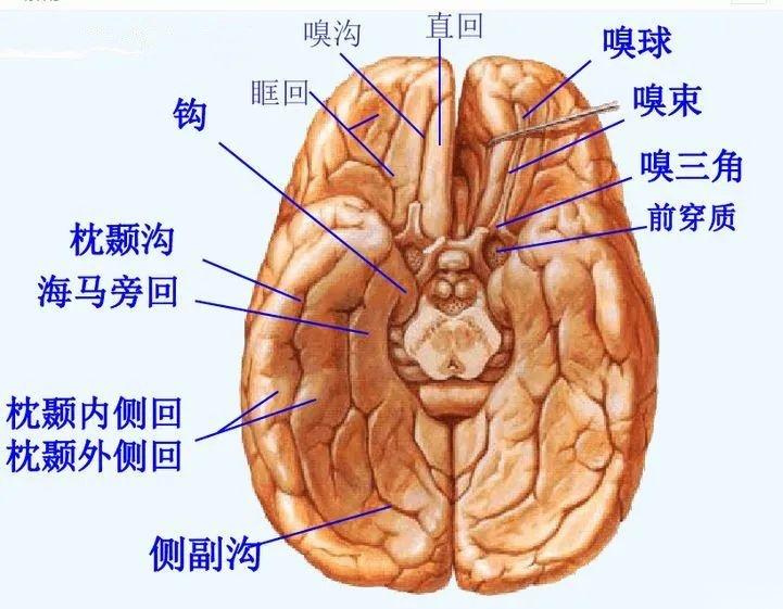 【推荐】颞叶 解剖、血供及影像 - 知乎