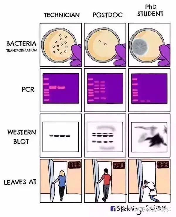 western-blot-qpcr