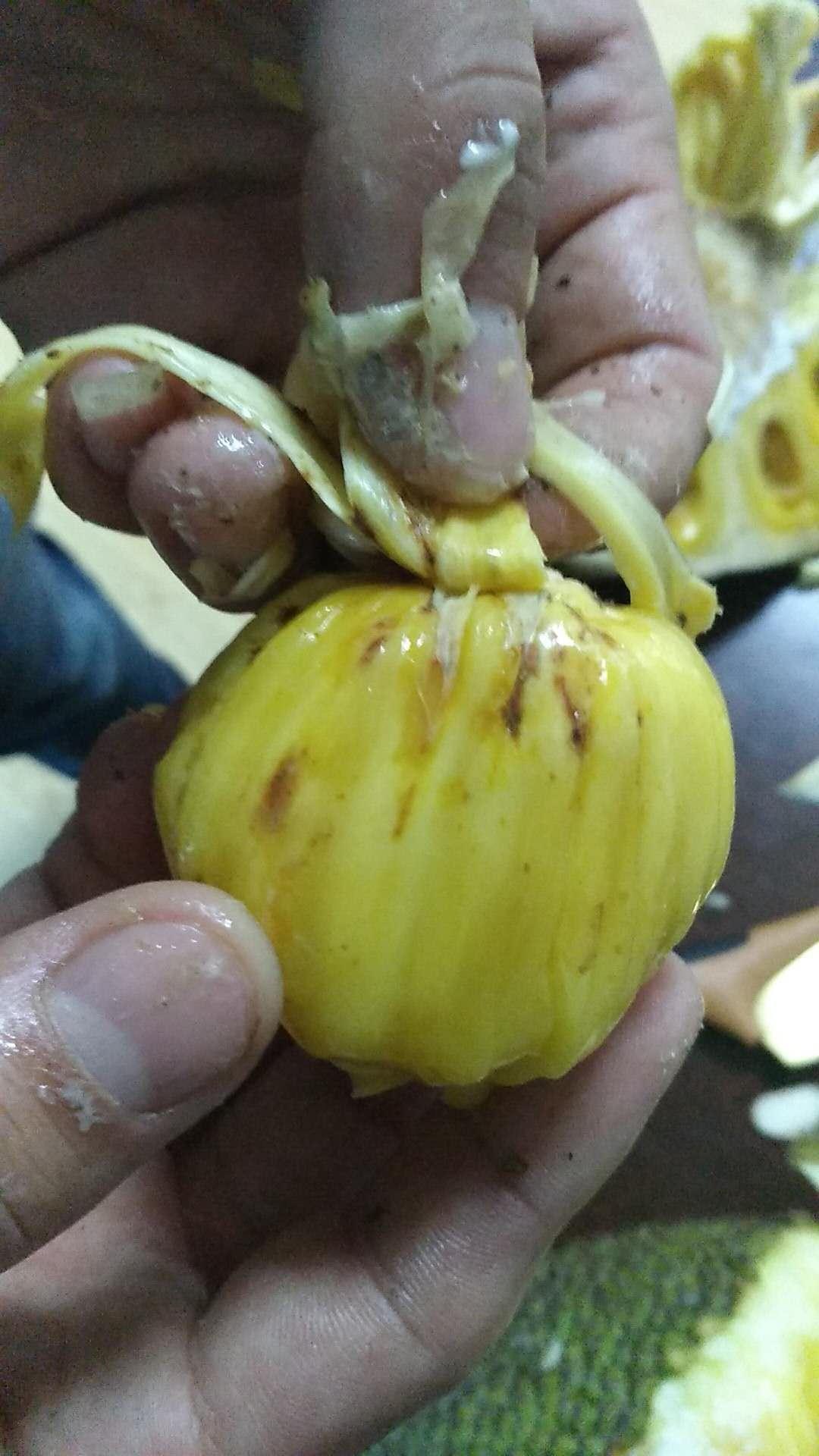菠萝蜜锈斑图片