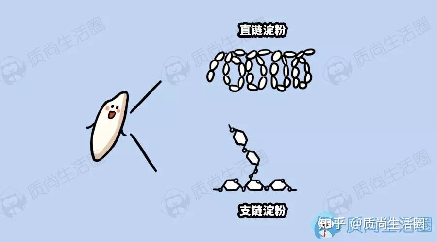 周知,米饭的主要成分是淀粉,根据结构差异可以分为直链淀粉和支链淀粉