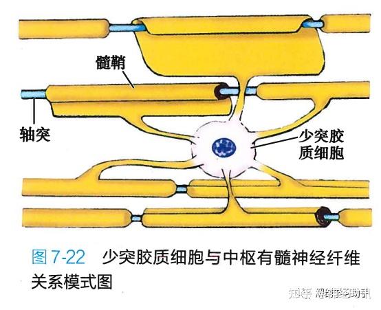 参与形成中枢神经系统有髓神经纤维的髓鞘