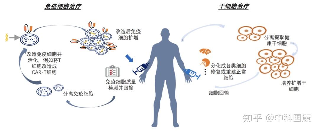 干细胞,免疫细胞疗法是两大热门领域