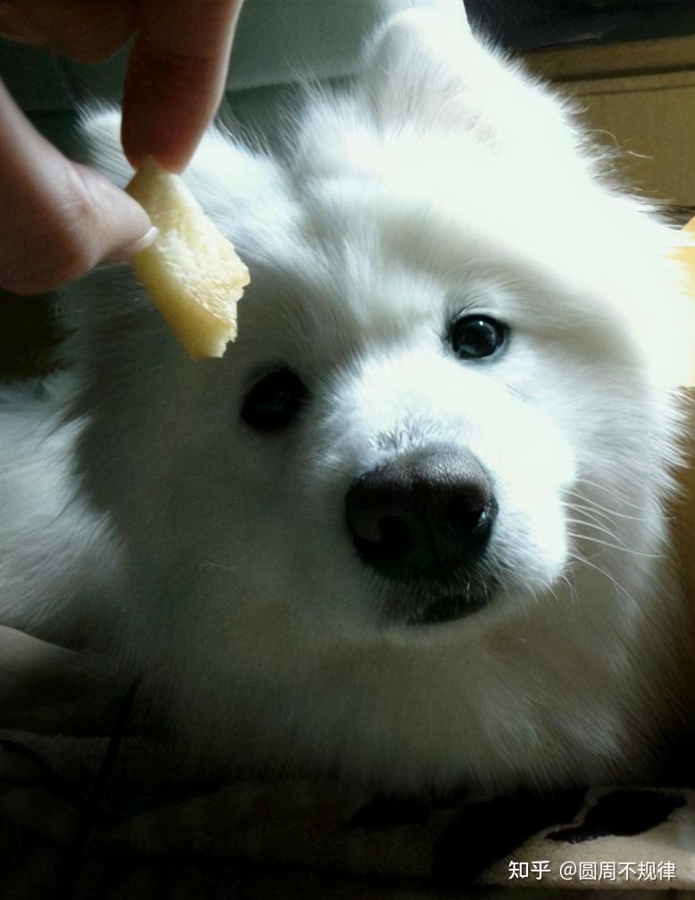 错误:听说狗狗吃鸡蛋对毛发好就给萨摩吃生鸡蛋,听说萨摩怕热不怕冷