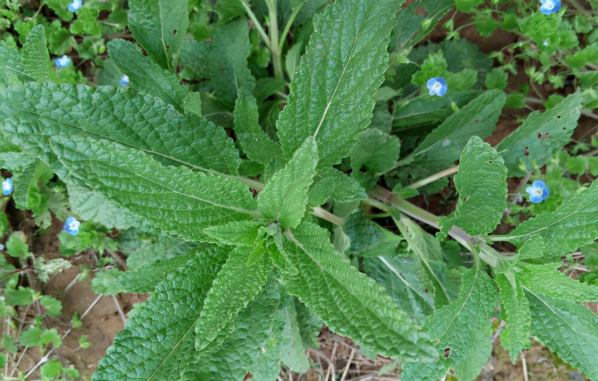 冬季菜园的荔枝草,又叫癞蛤蟆草,叶子皱巴巴的,吃了少生病 - 知乎