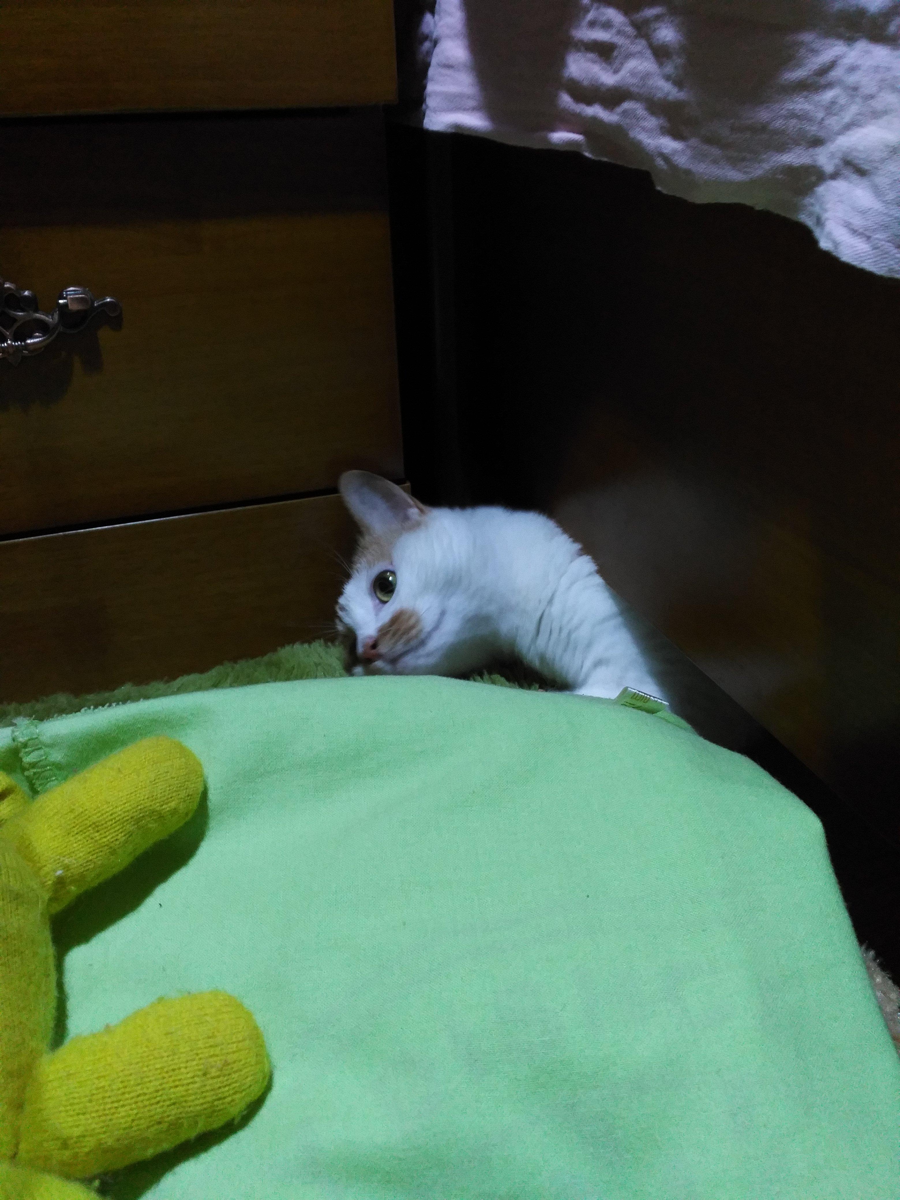 怎么办理火车托运宠物?