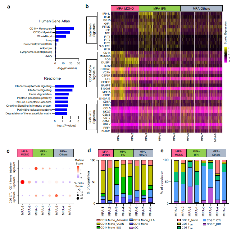 文献解读|单细胞分析抗中性粒细胞胞浆抗体相关性血管炎特征