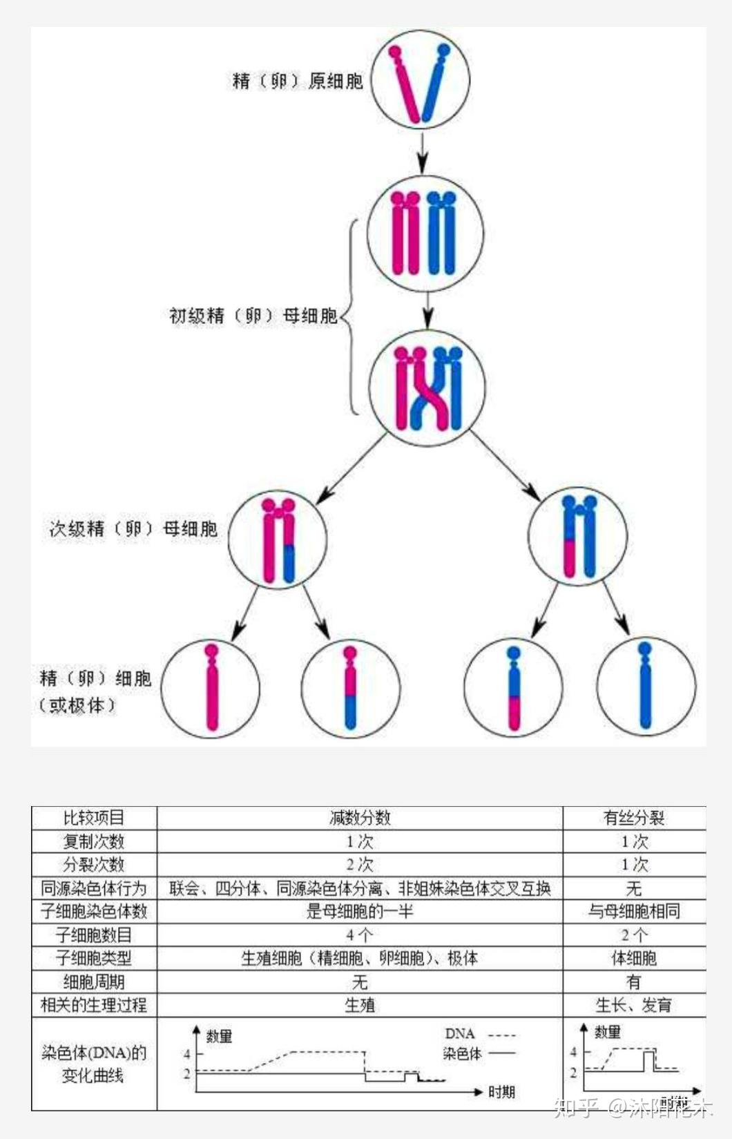同源染色体的图解图片