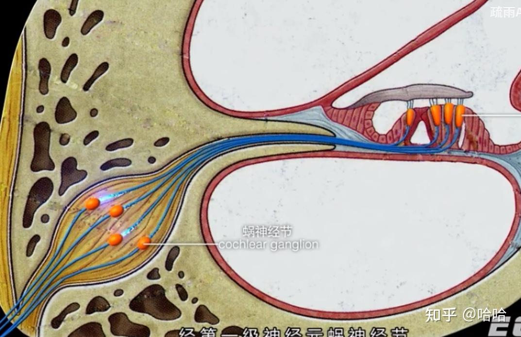 视觉、听觉传导通路 - 知乎