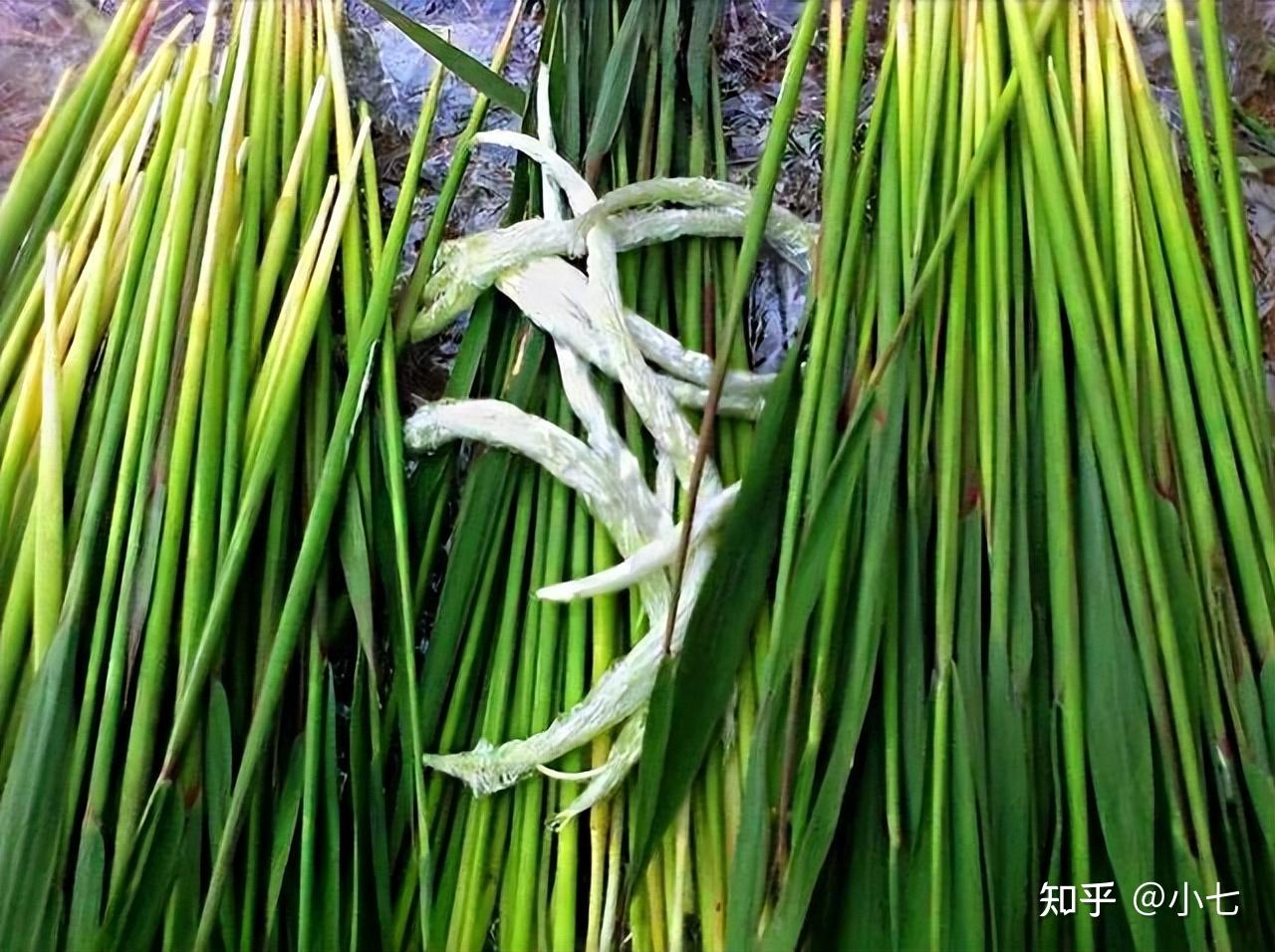 地,常常能看见谷荻的身影,它还有多种叫法,比如"毛衣","毛毡","毛芽"