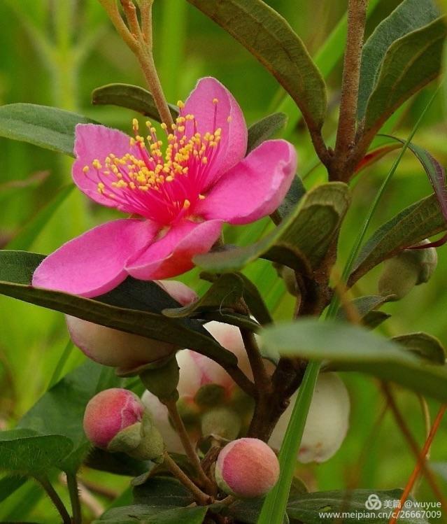 姑捻一你吃过吗