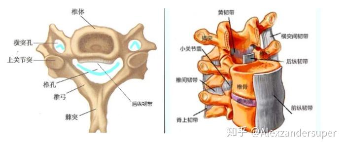 名医访谈颈椎后纵韧带骨化症常见问题解答