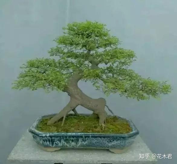 鬼斧神工赏盆景之十五象形式盆景