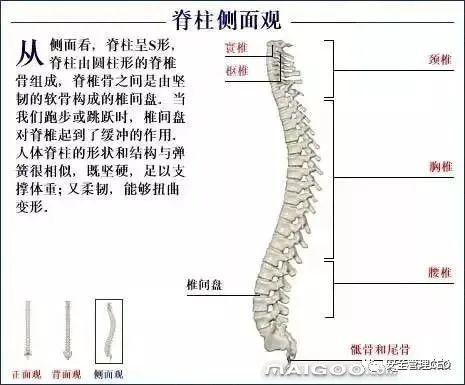 人体骨骼结构图 - 知乎