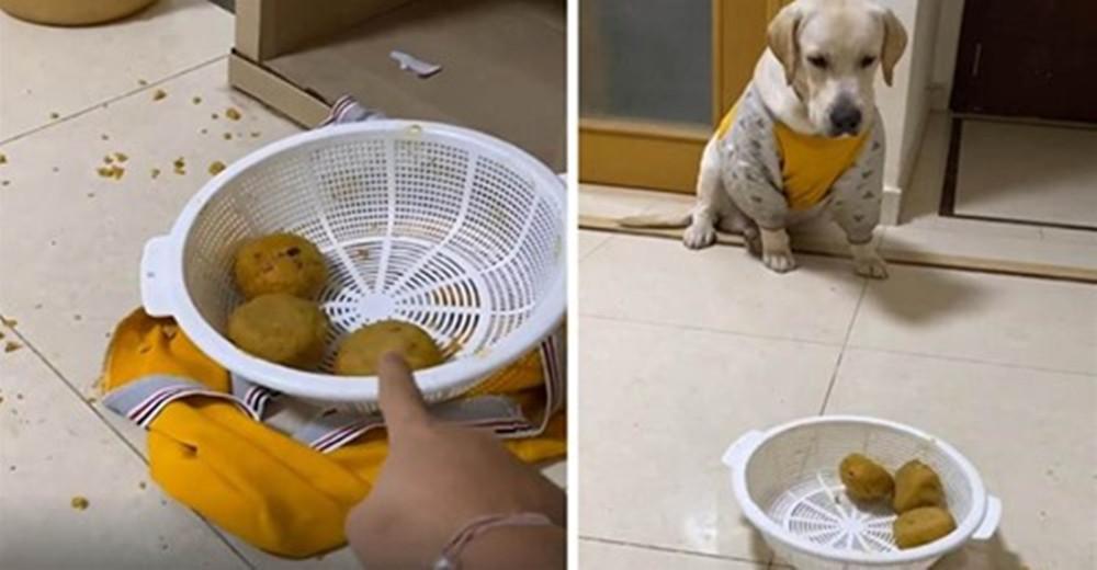 3只拉布拉多犬 瓜分了60个馒头 女主人 你们是拉布拉猪吗 知乎 3只拉布拉多犬 瓜分了60个馒头 女主人 你们是拉布拉猪吗 知乎