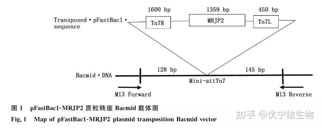 昆虫表达体系蛋白表达和纯化 知乎