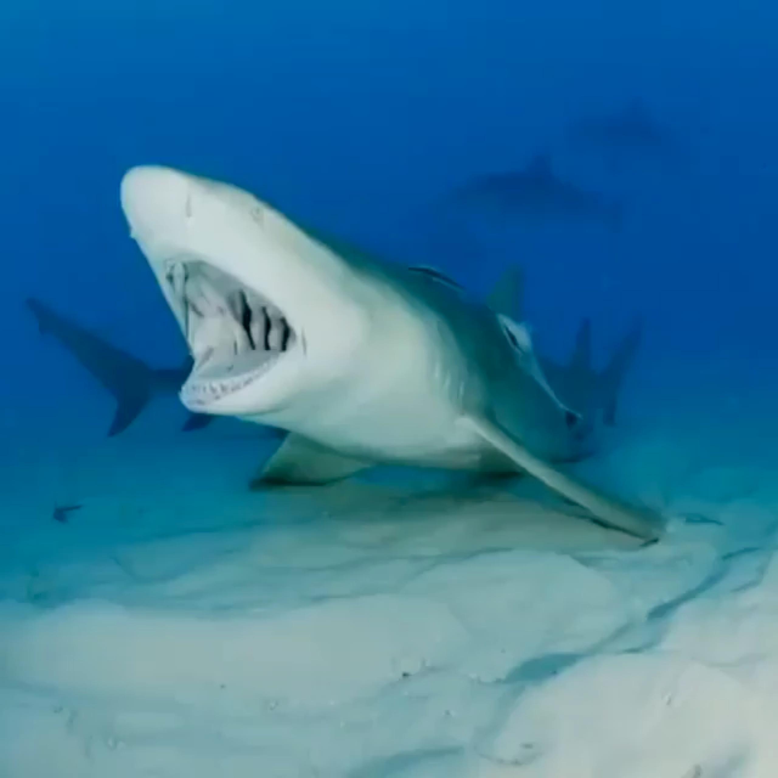 柠檬鲨与鮣鱼的共生关系