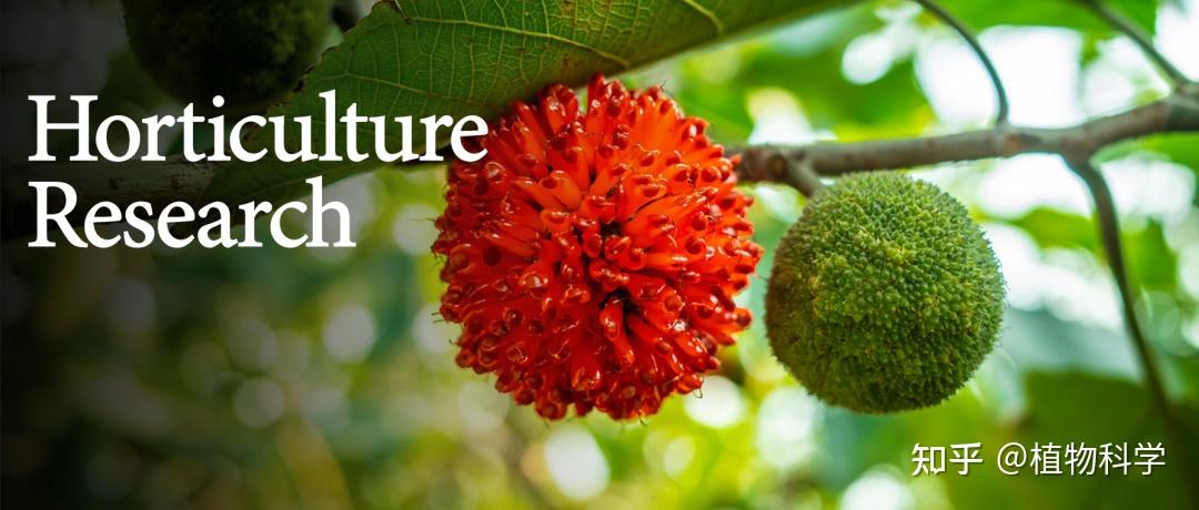 中国科学院植物研究所阐释调控构树异形叶性建成的分子机制 - 知乎