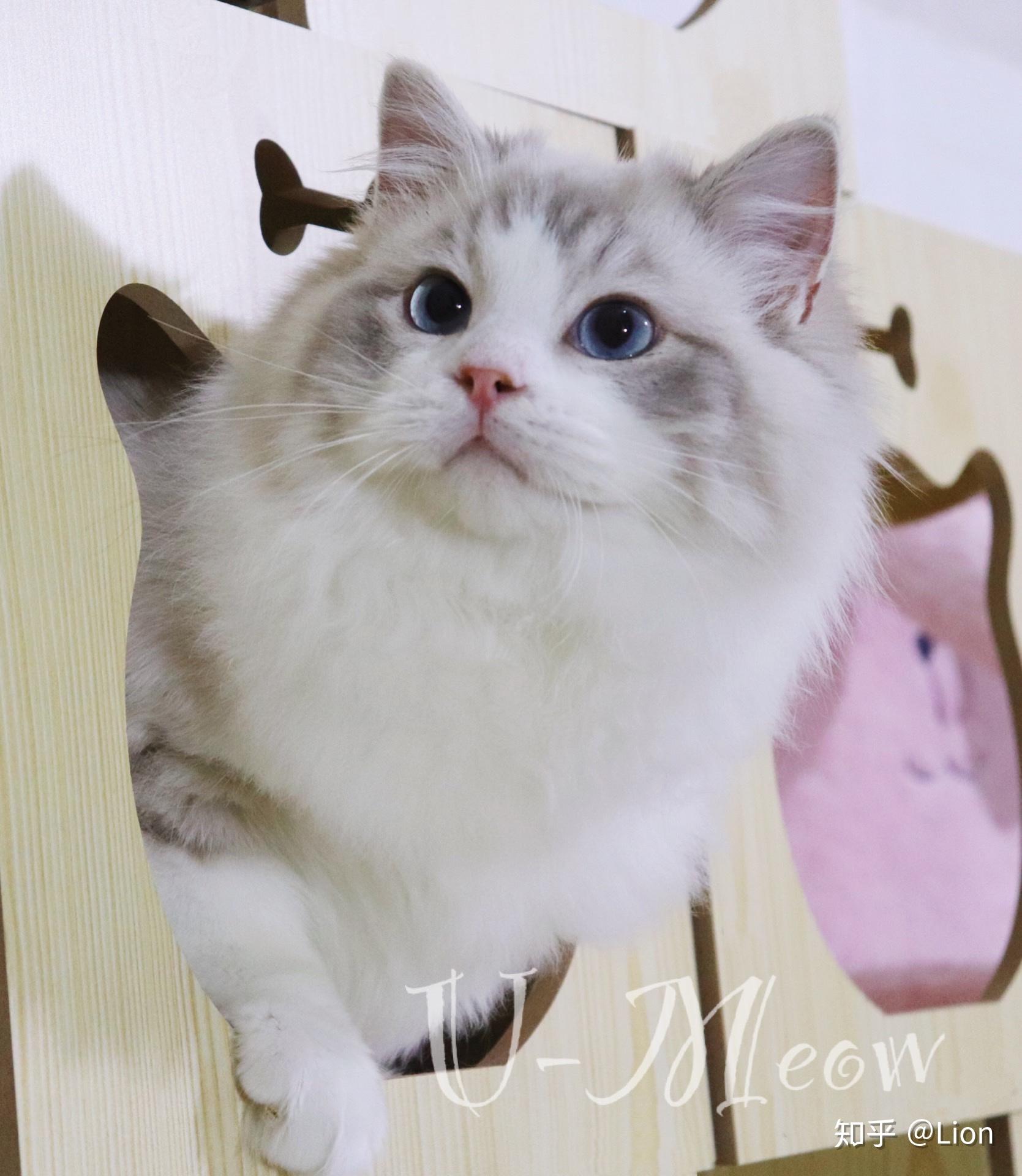 可以看看你家蓝山猫双布偶的的照片吗