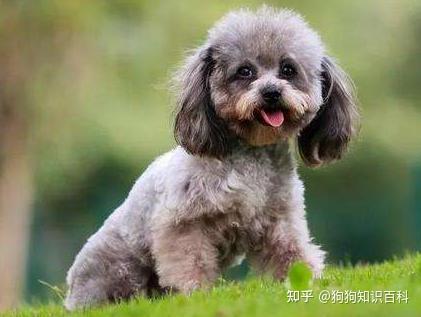 养泰迪犬，是纯种得好，还是串串得好？ - 知乎