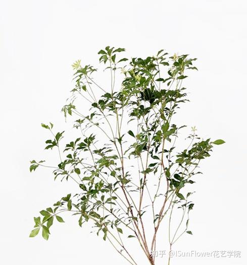 15种枝条花材介绍 - 知乎