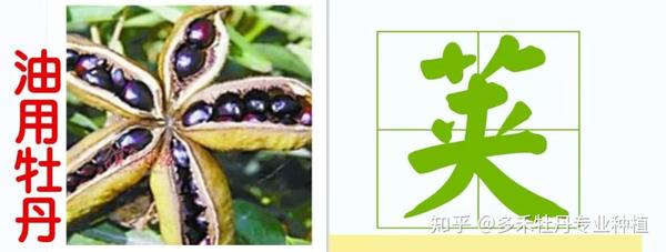 油牡丹种植技术