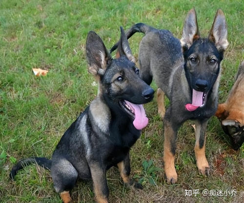 告诉你一个秘密养狗最好养昆明犬