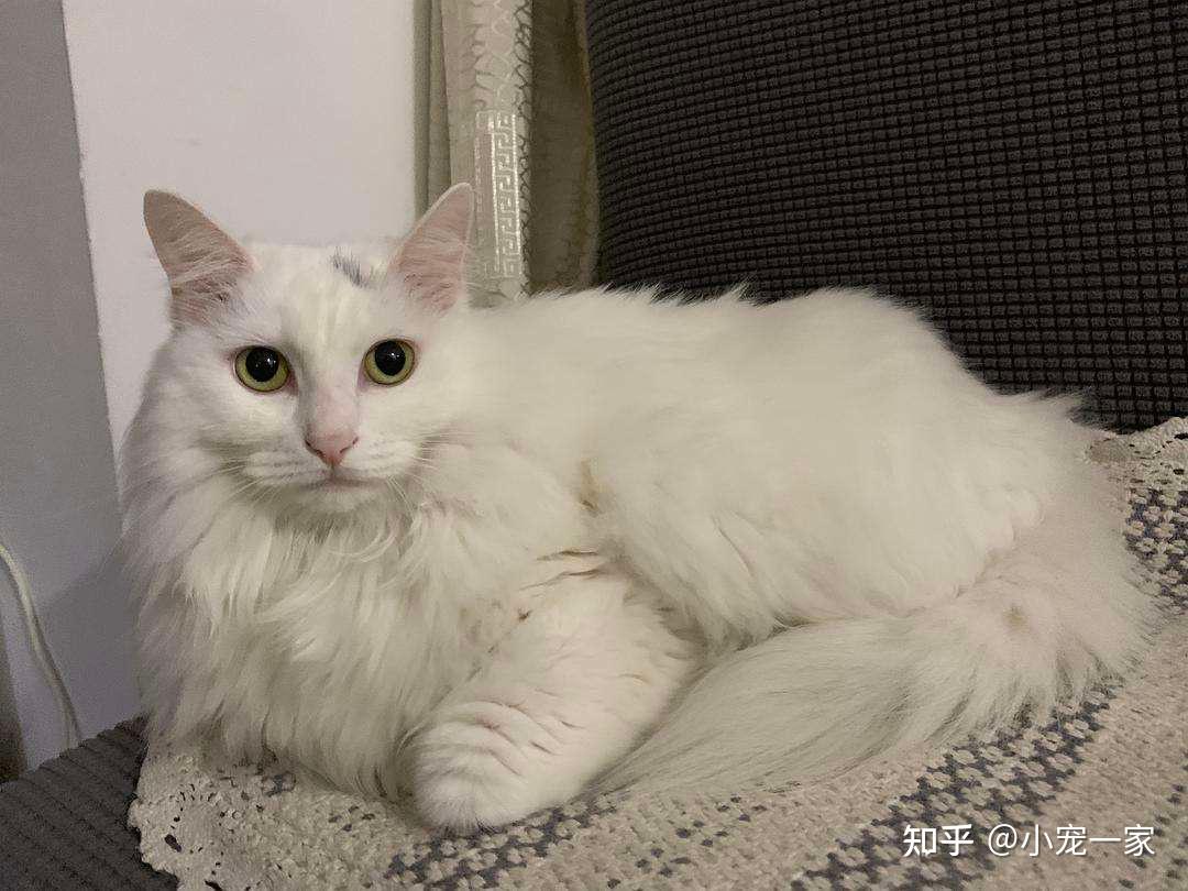 “狮子猫”这么完美,为什么这么少人养,弃养率还很高?