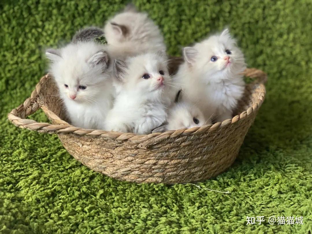 如何从一窝猫里挑出最好的那一只？ - 知乎