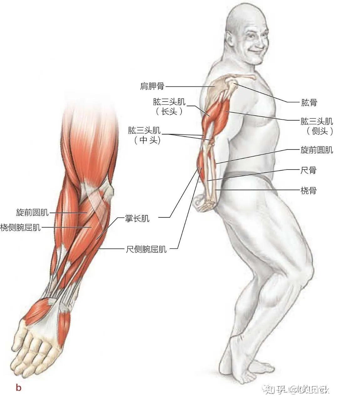 手臂肌肉图解清晰图片