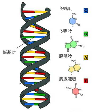 dna分子是大量碱基对连接的双螺旋结构.