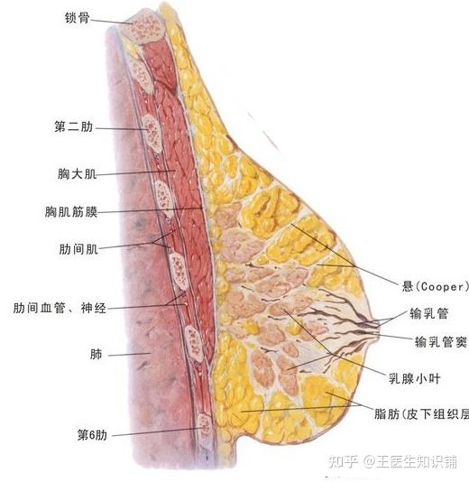 哺乳期乳腺管分布图图片