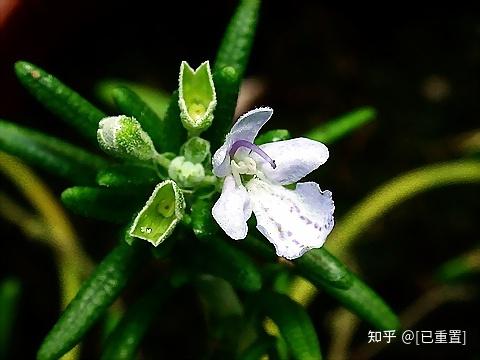 康人中医研究院端午节将至蚊蝇变多快来学中草药驱蚊妙招