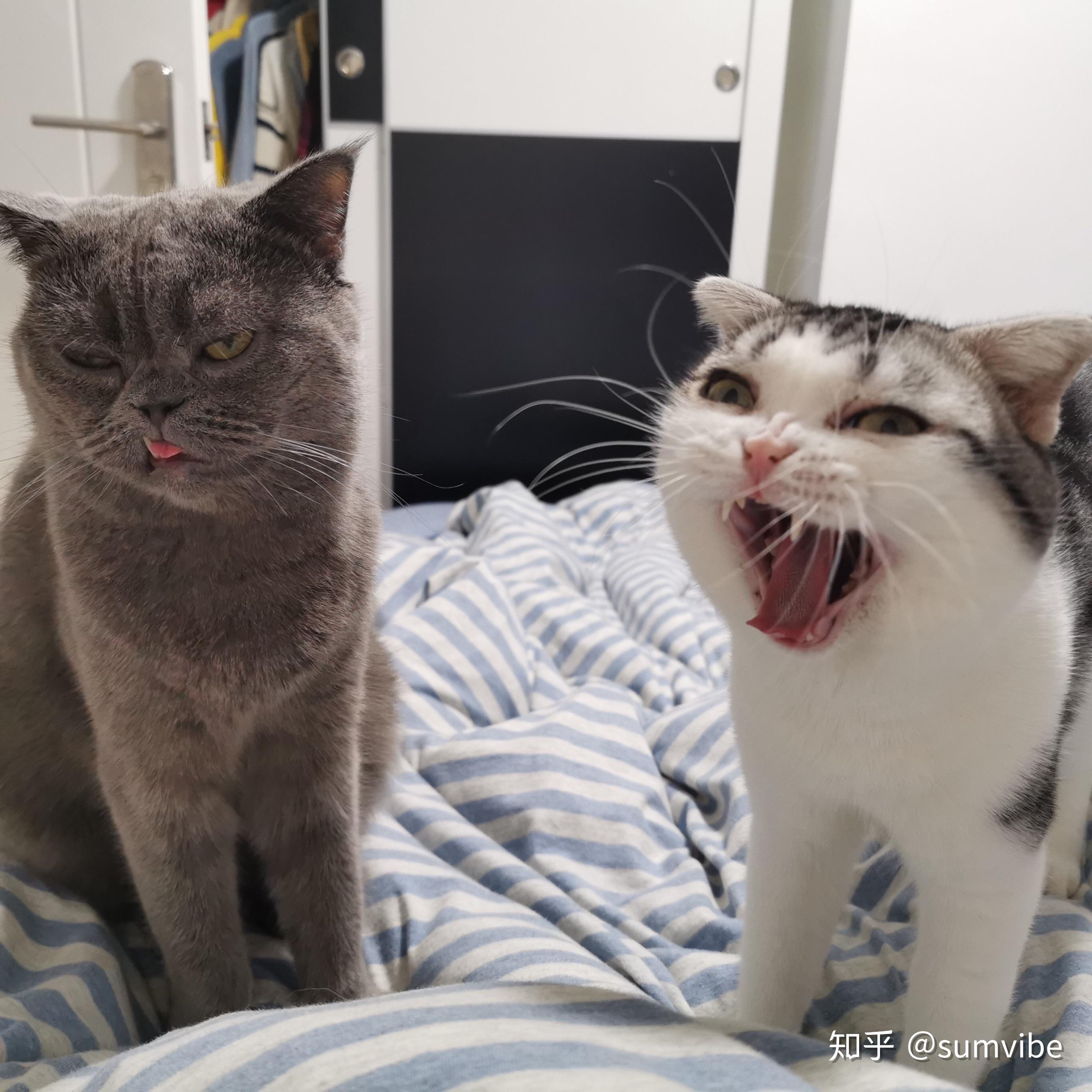 你见过最丑的猫是什么样子？ - 知乎