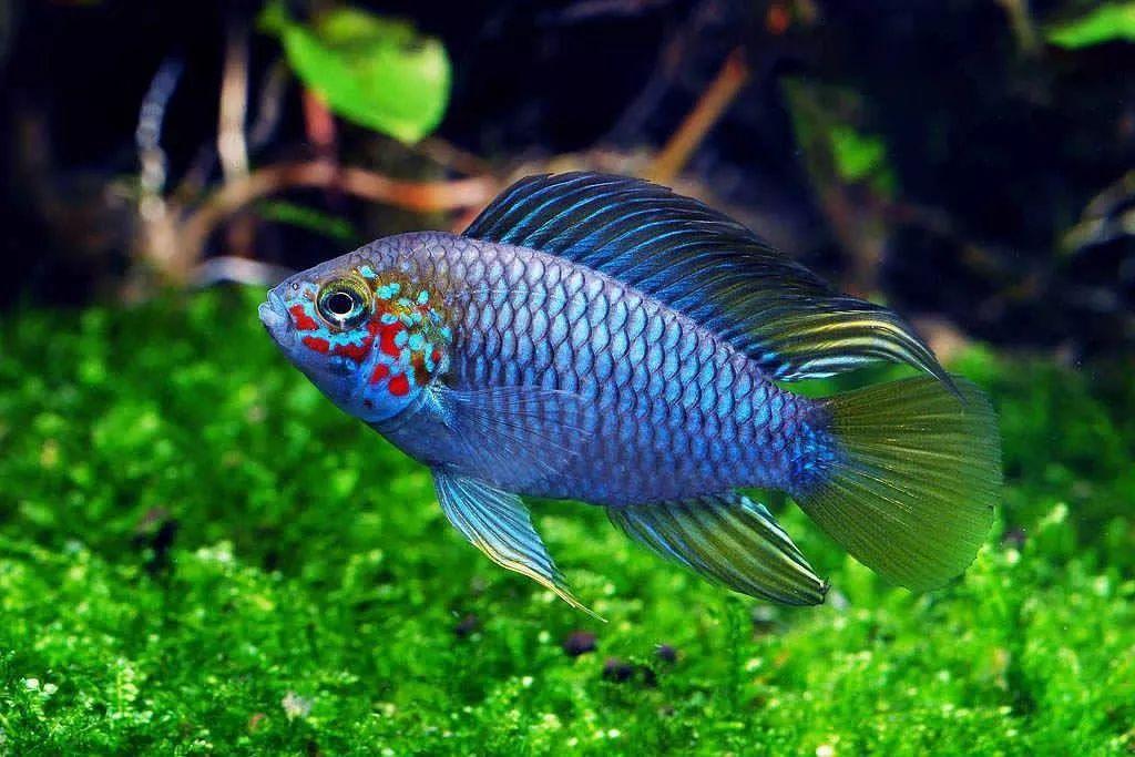 西非短鲷引进国内数量稀少价格贵一特点拉高颜值