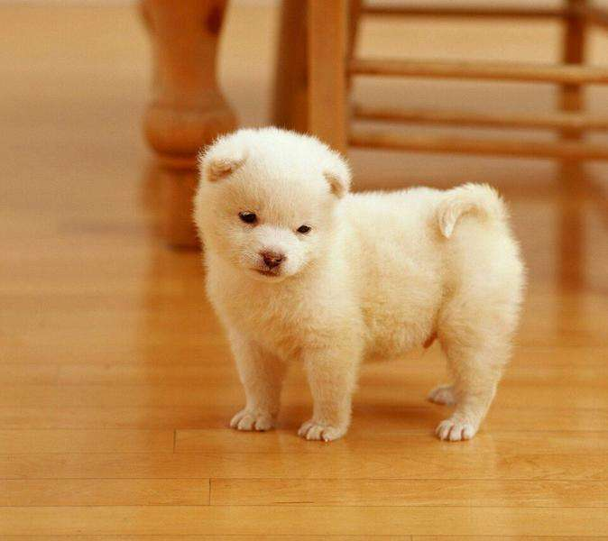 物理学四大神兽掐架,谁输谁赢?