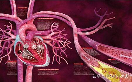 学会自我诊断心脏病 医生提醒 出现7个症状 赶紧查心脏 知乎